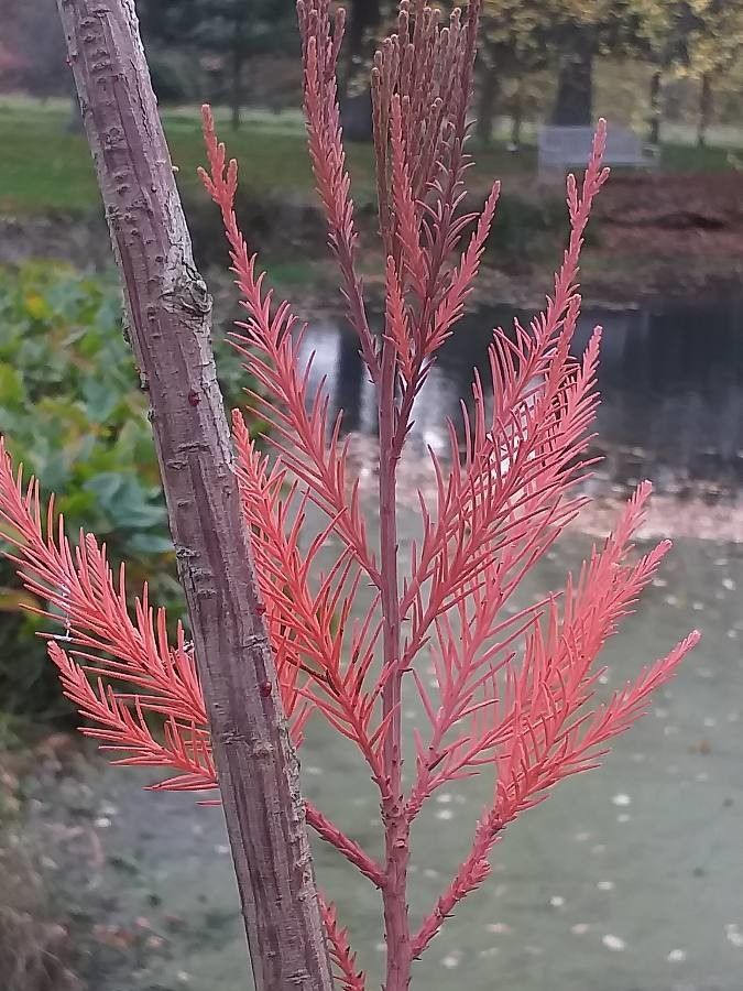 Glyptostrobus pensilis — search result for 'Laos'