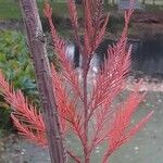 Glyptostrobus pensilis