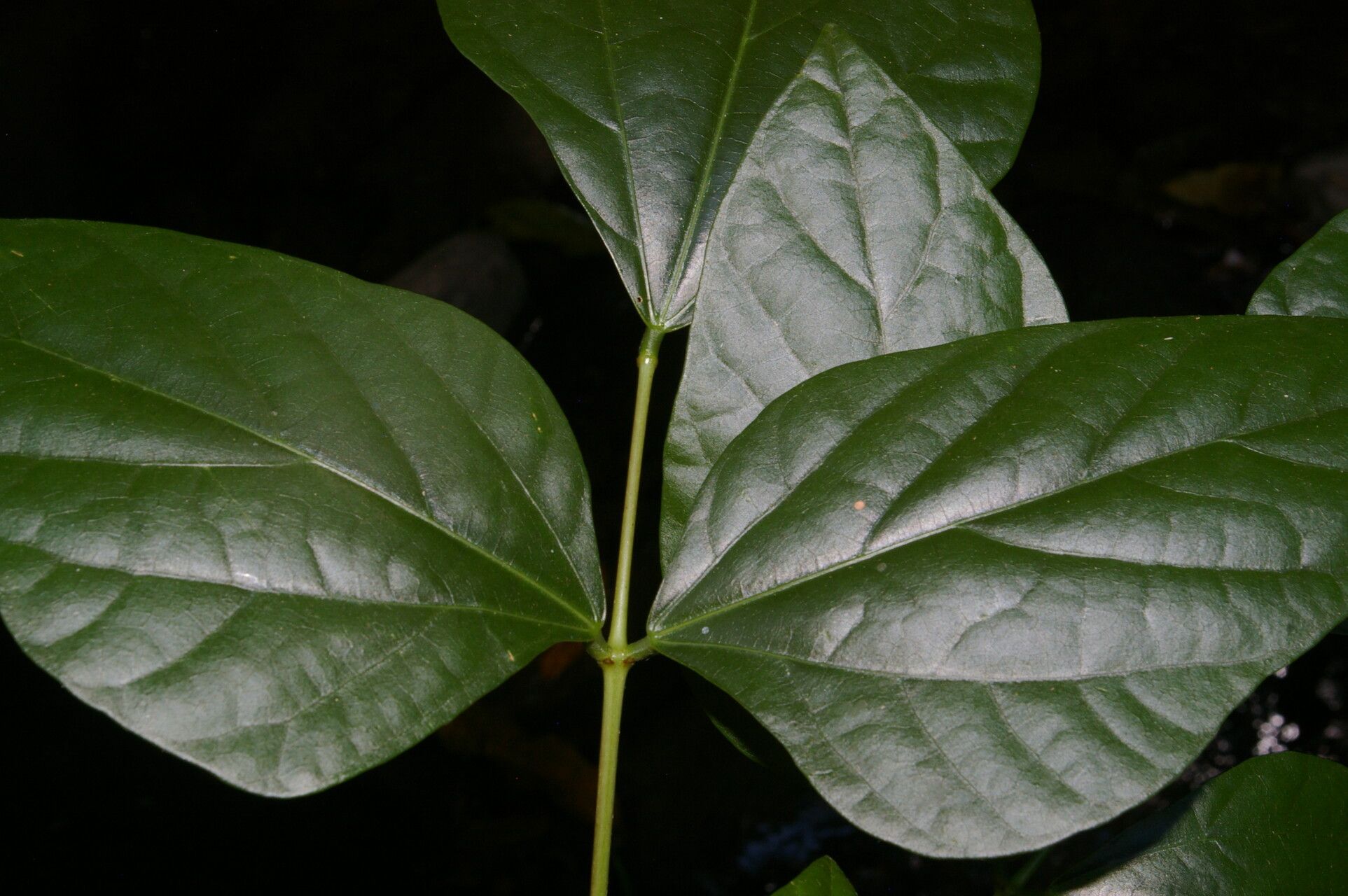 Erythrina lanceolata — houseplant care guide