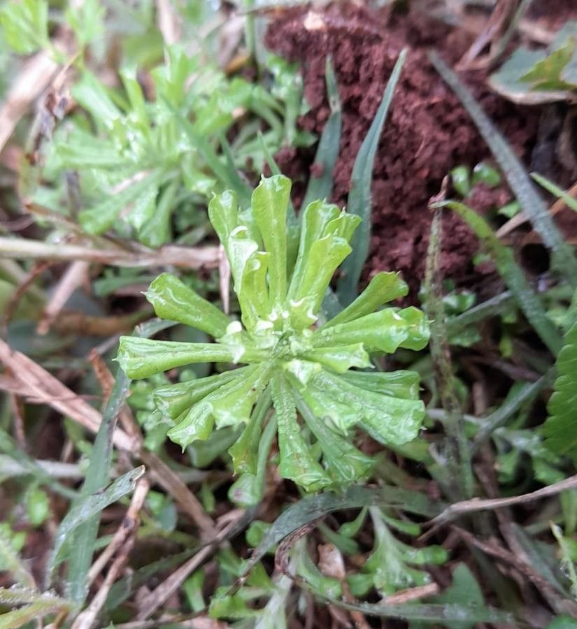 Facelis retusa — search result for 'Peru to Bolivia'