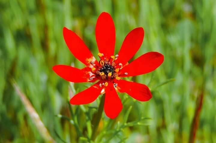 Adonis flammea flower