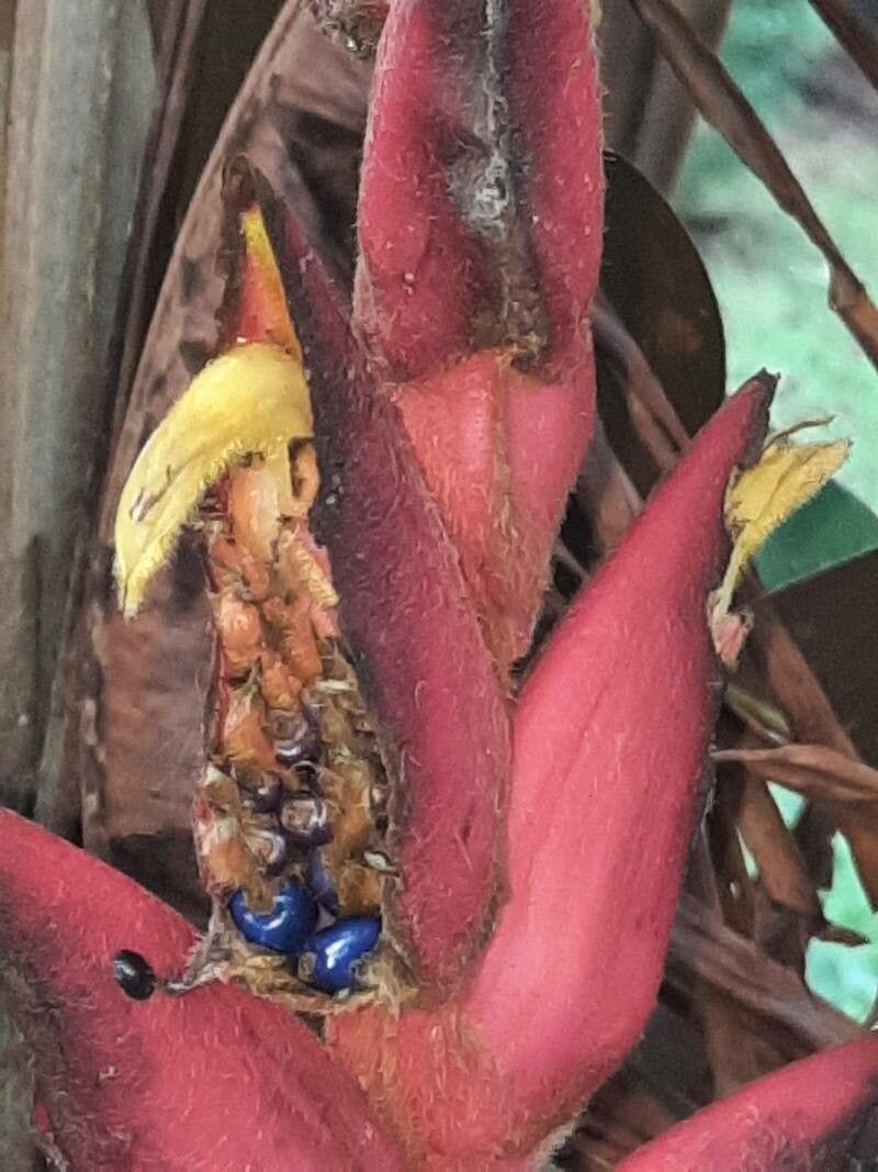 Heliconia stilesii fruit
