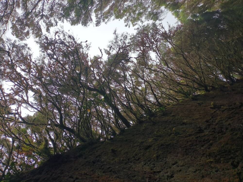 Erica maderensis bark