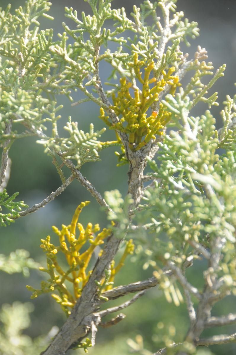 Arceuthobium gambyi flower