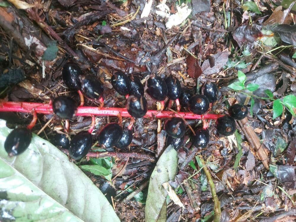 Renealmia chrysotricha fruit