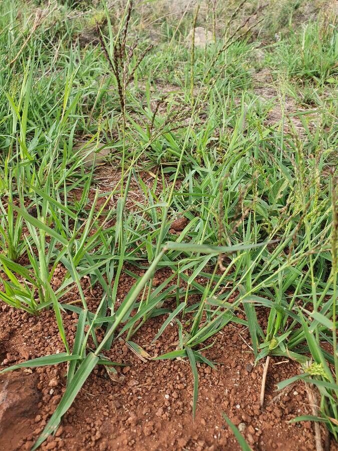 Digitaria velutina flower