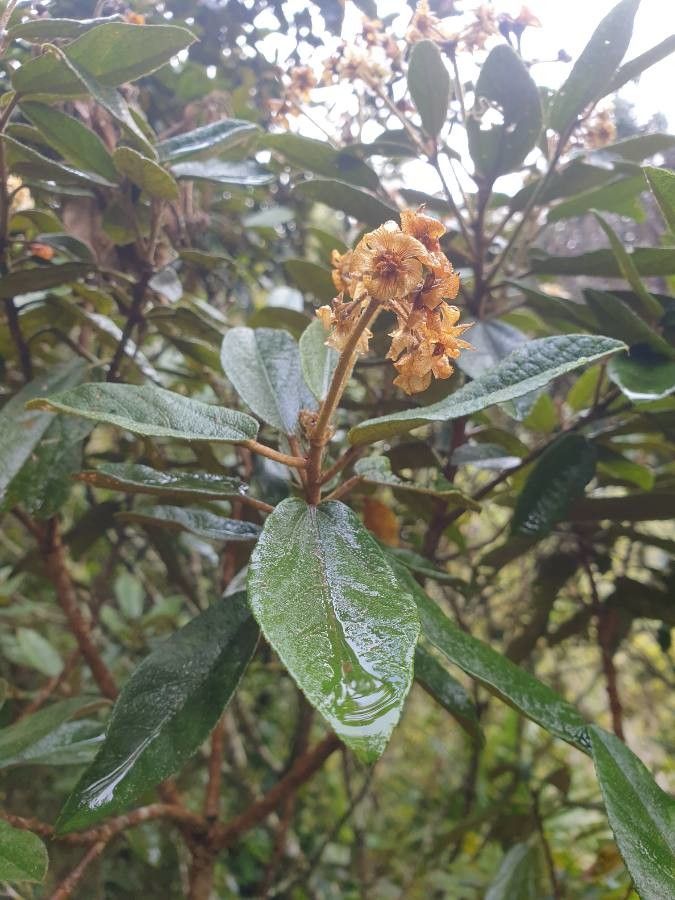 Dombeya ferruginea leaf