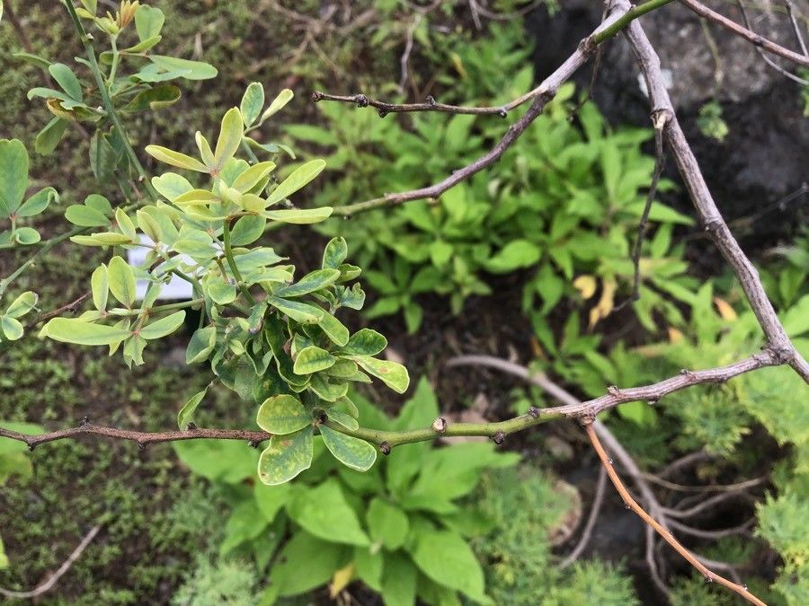 Dorycnium spectabile — search result for 'Dorycnium'