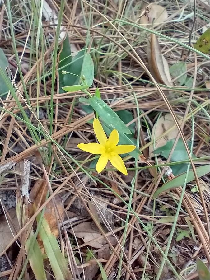 Hypoxis juncea flower
