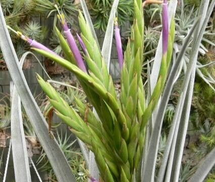 Tillandsia capistranoensis habit