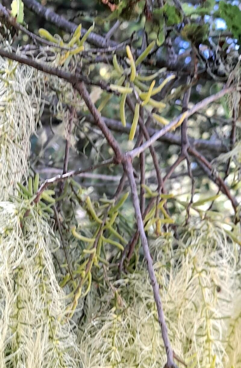 Misodendrum linearifolium — related species from the same genus