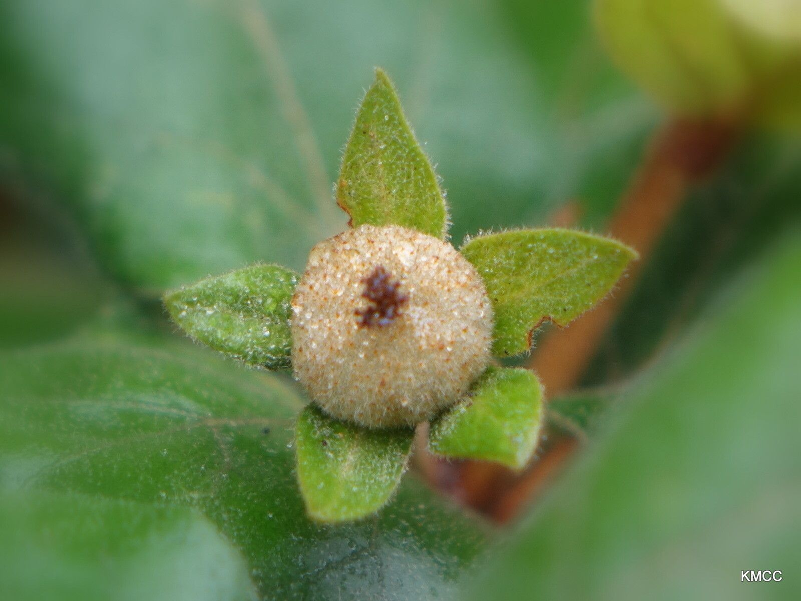 Croton lasiopyrus fruit