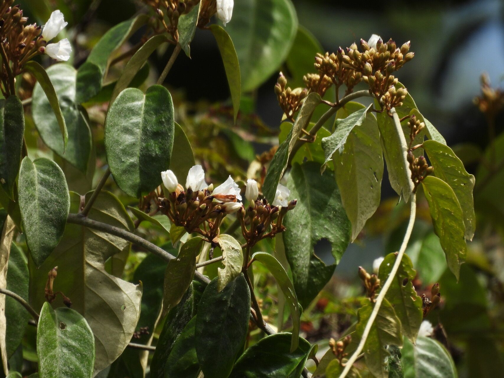 Bonamia maripoides flower