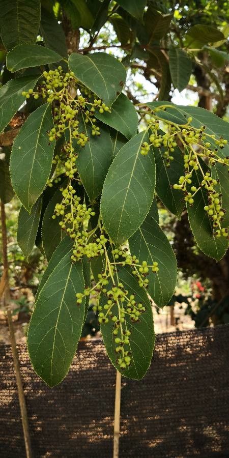Ehretia acuminata fruit