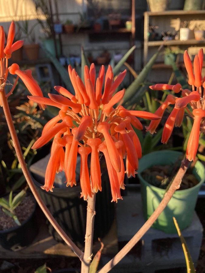 Aloe swynnertonii flower