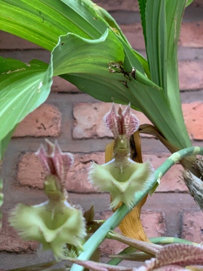 Catasetum fimbriatum flower