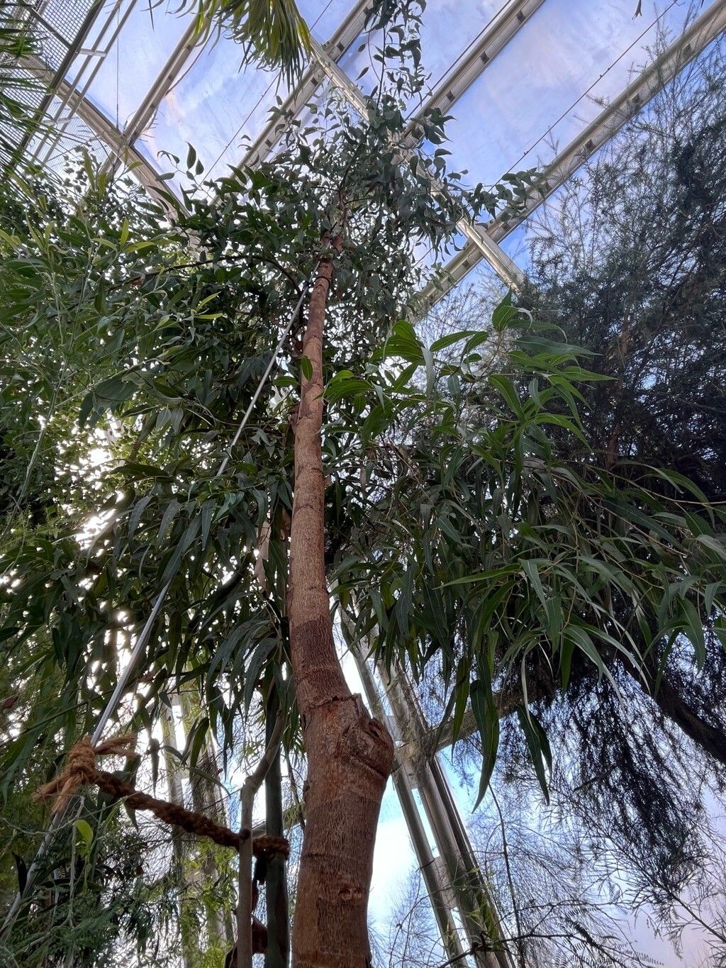 Eucalyptus bancroftii habit