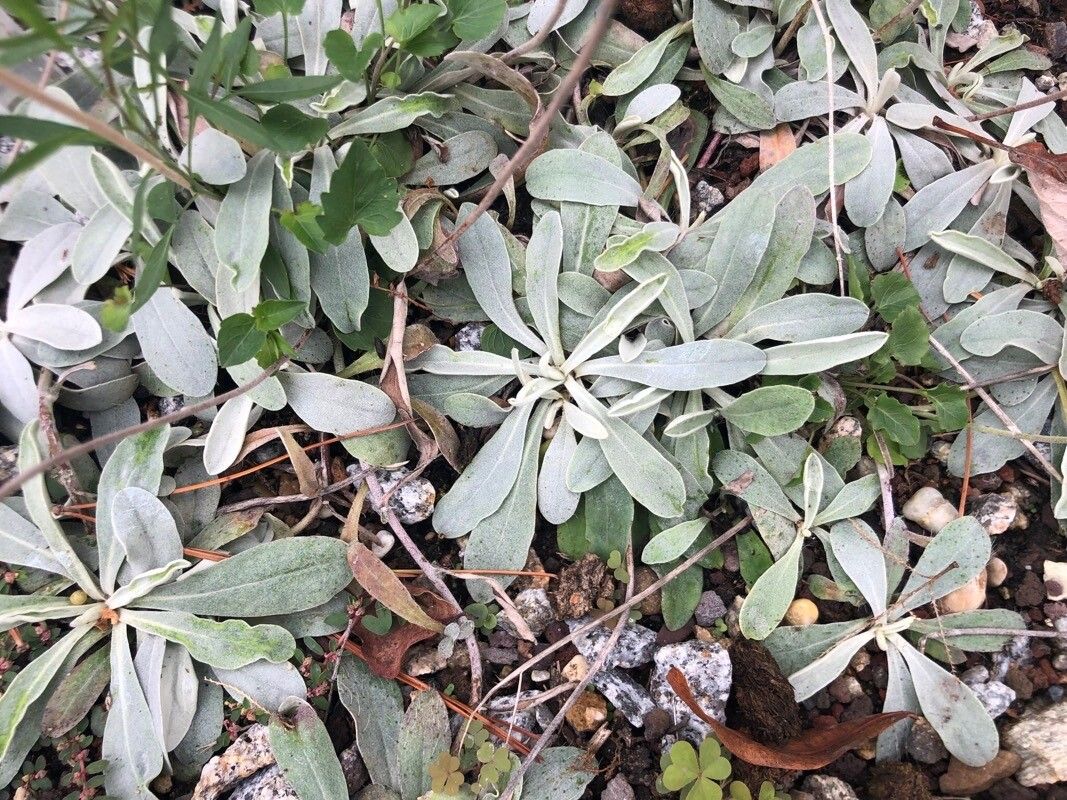 Pilosella velutina — search result for 'Pilosella'