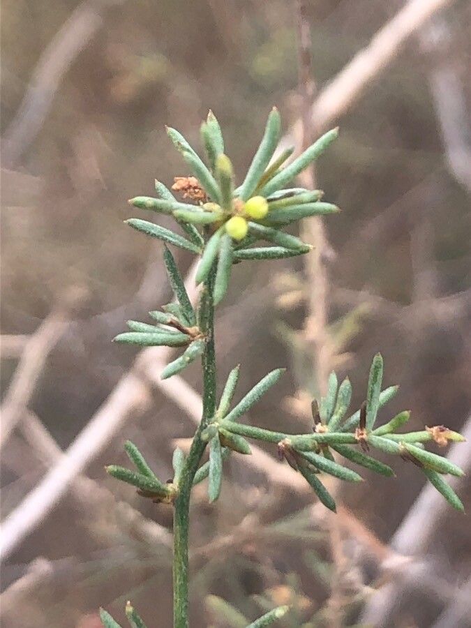 Asparagus nesiotes leaf