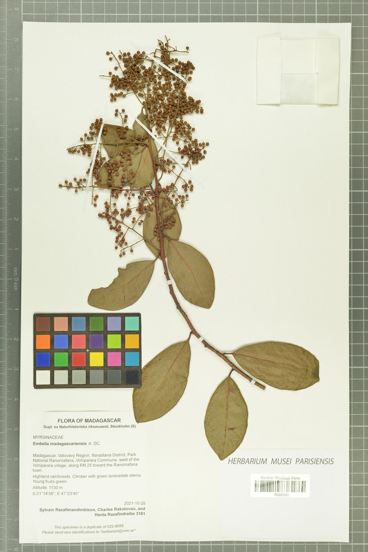 Embelia madagascariensis — houseplant care guide