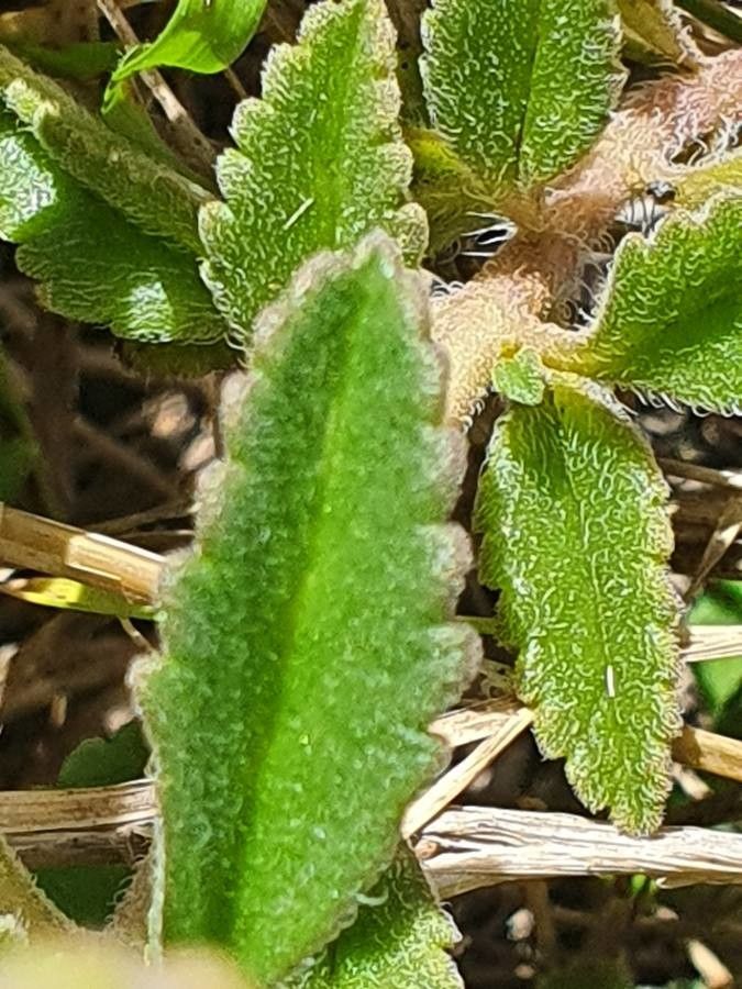 Plectranthus xylopodus — search result for 'Plectranthus'
