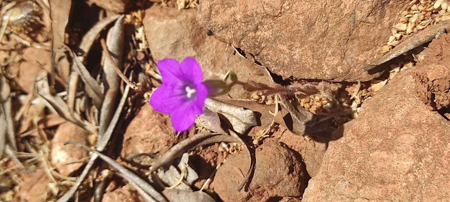 Campanula dichotoma habit