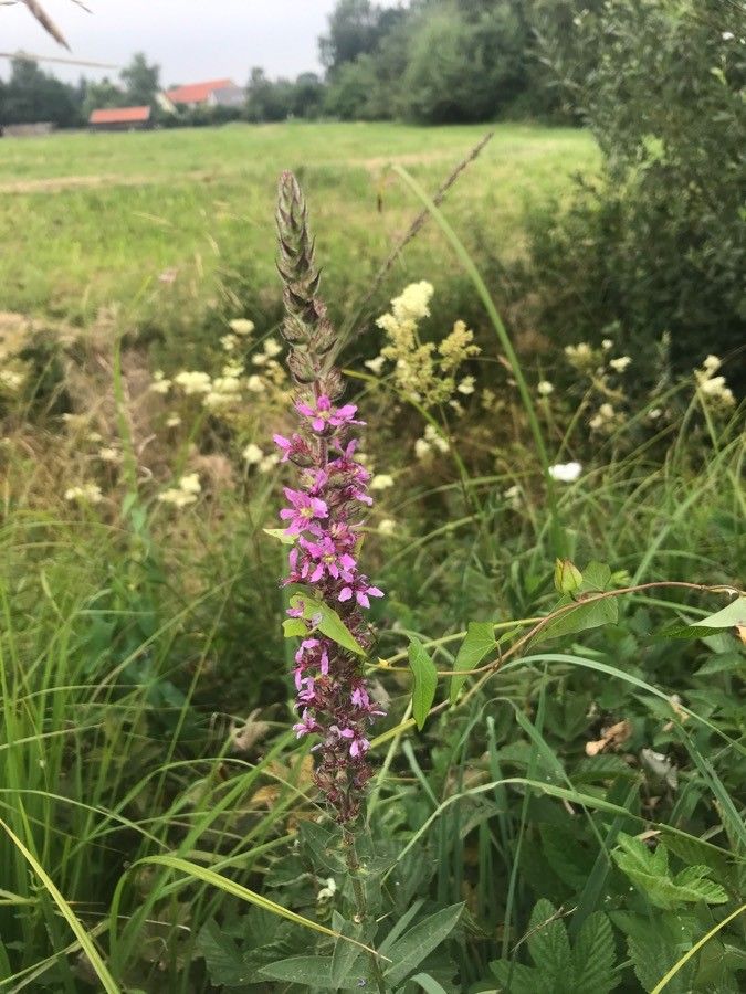 Lythrum hyssopifolia flower