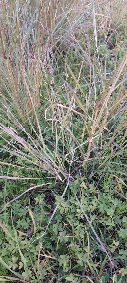 Hyparrhenia hirta — search result for 'Poaceae'