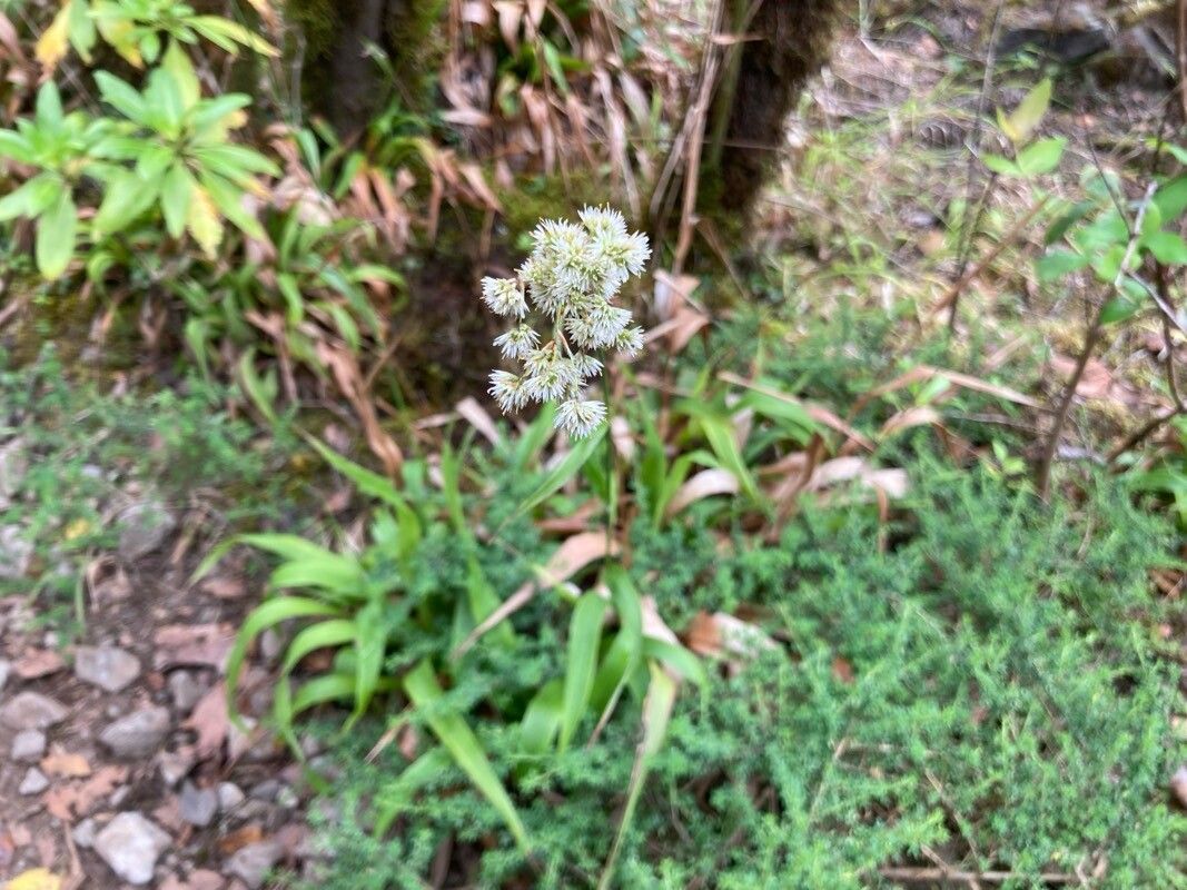 Luzula canariensis flower