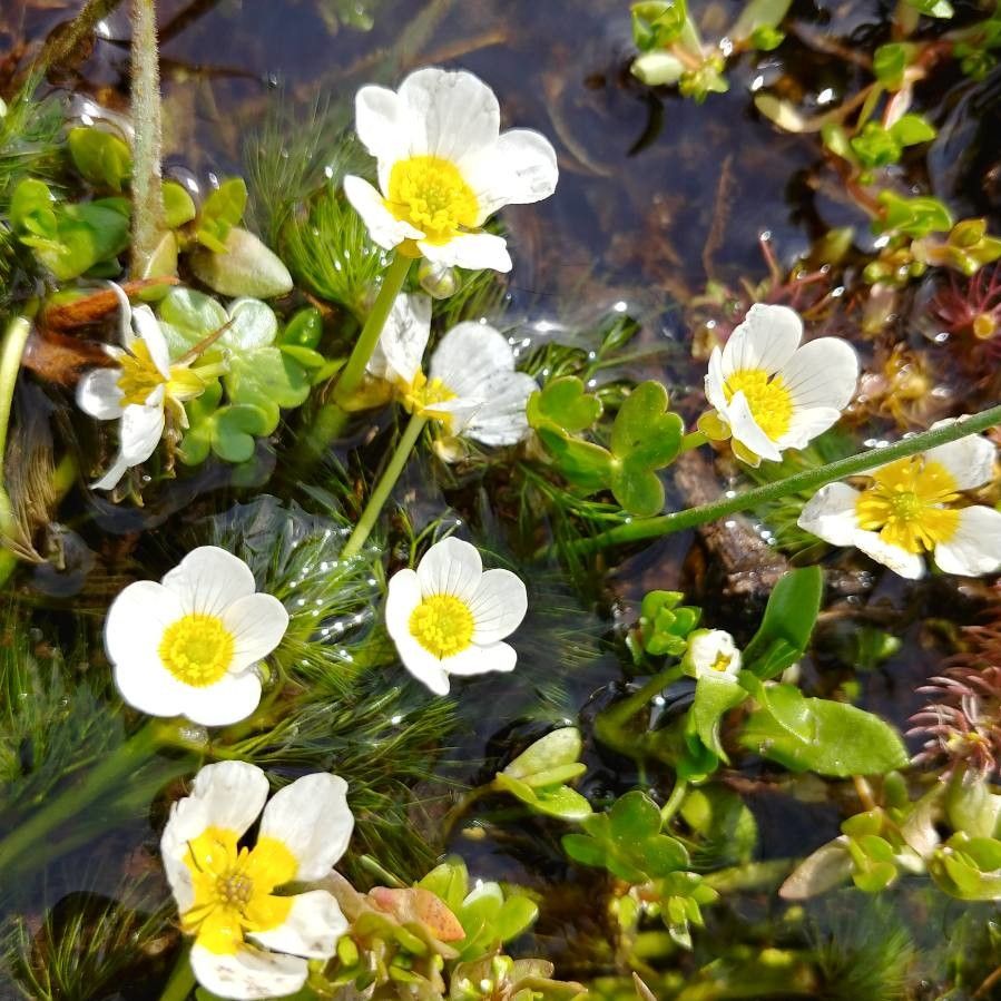 Ranunculus penicillatus flower