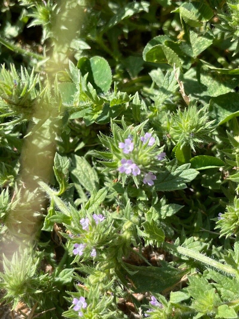 Verbena bracteata flower