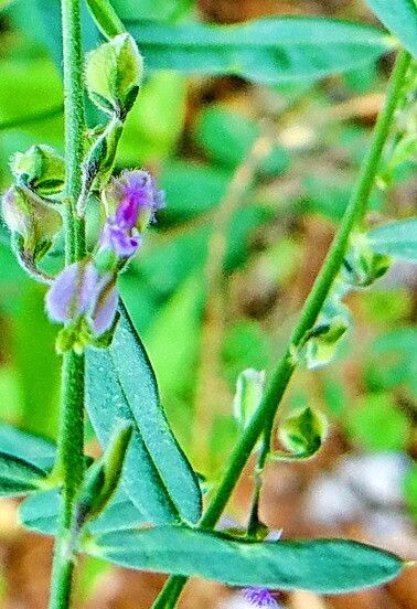 Polygala erioptera flower