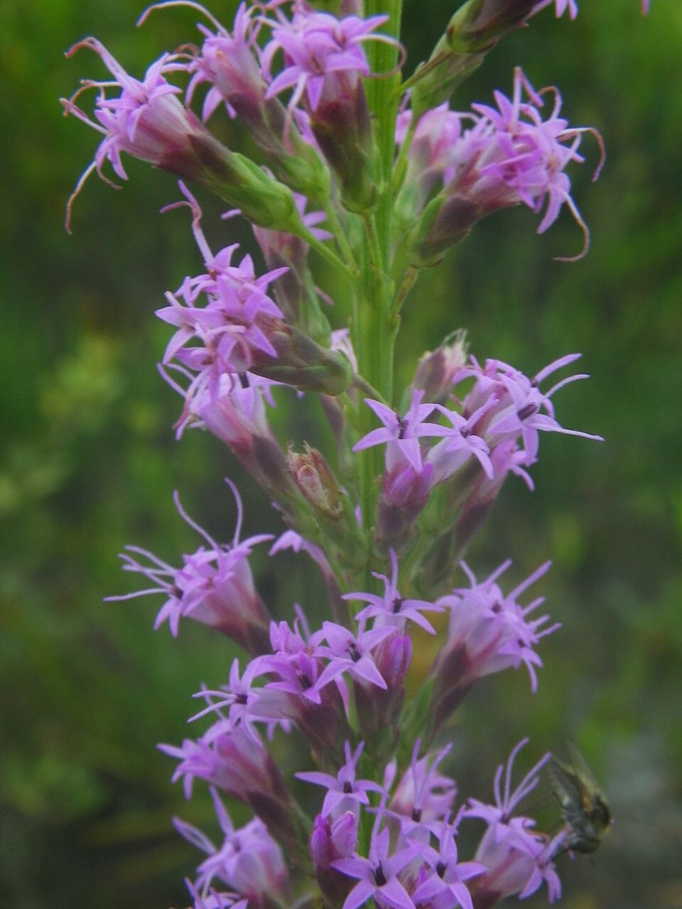 Liatris chapmanii flower