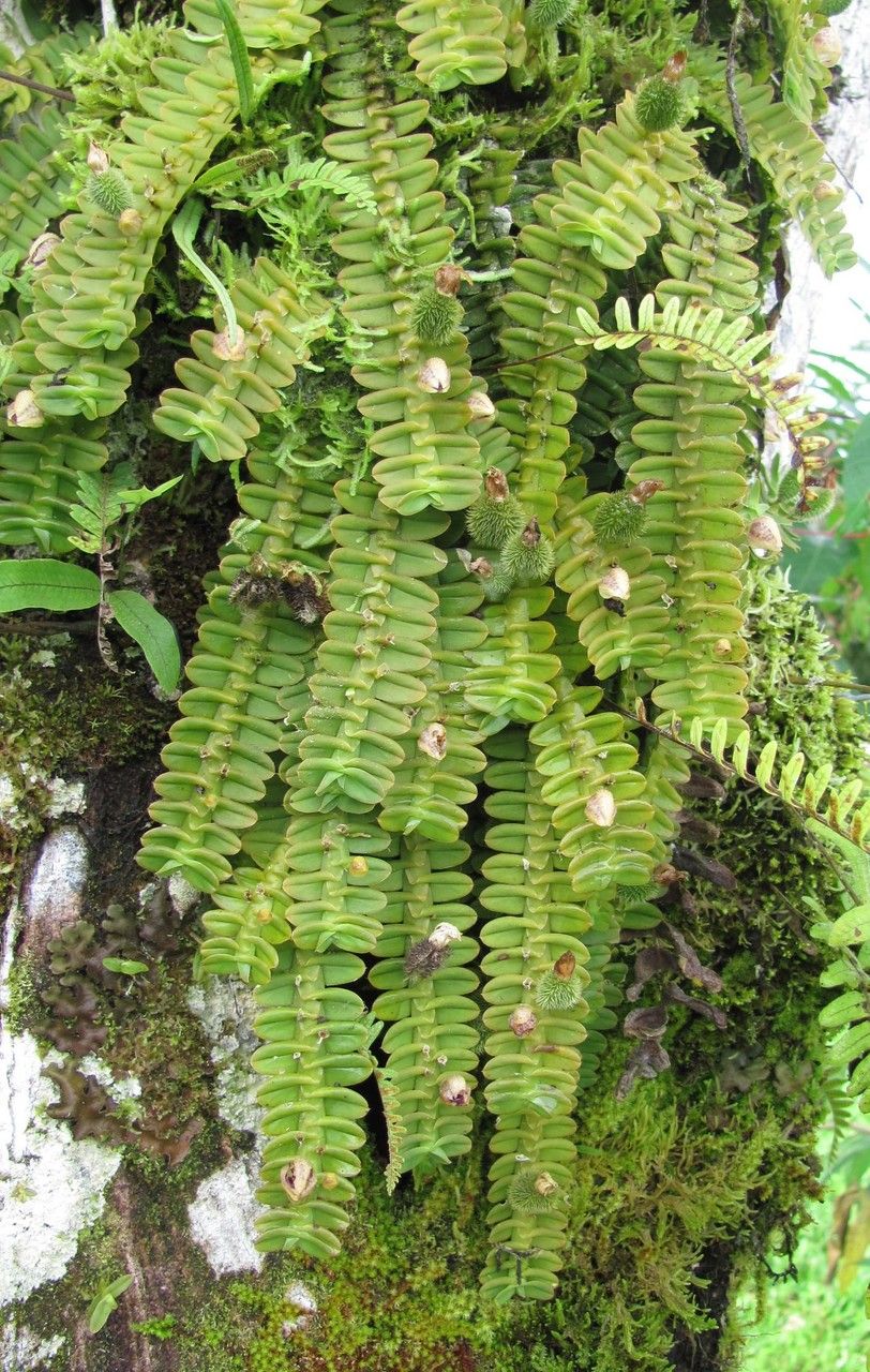 Dichaea cryptarrhena leaf