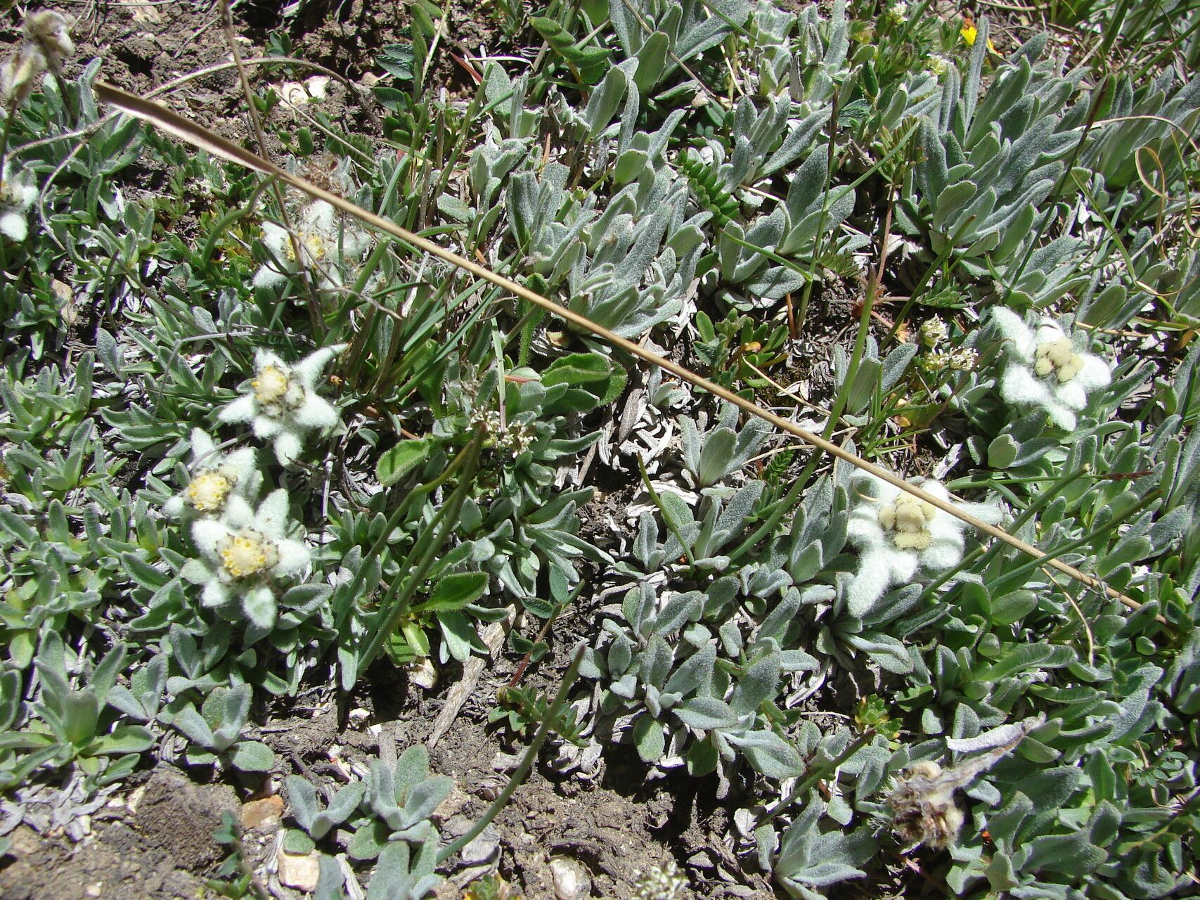 Leontopodium leontopodinum — search result for 'Leontopodium'