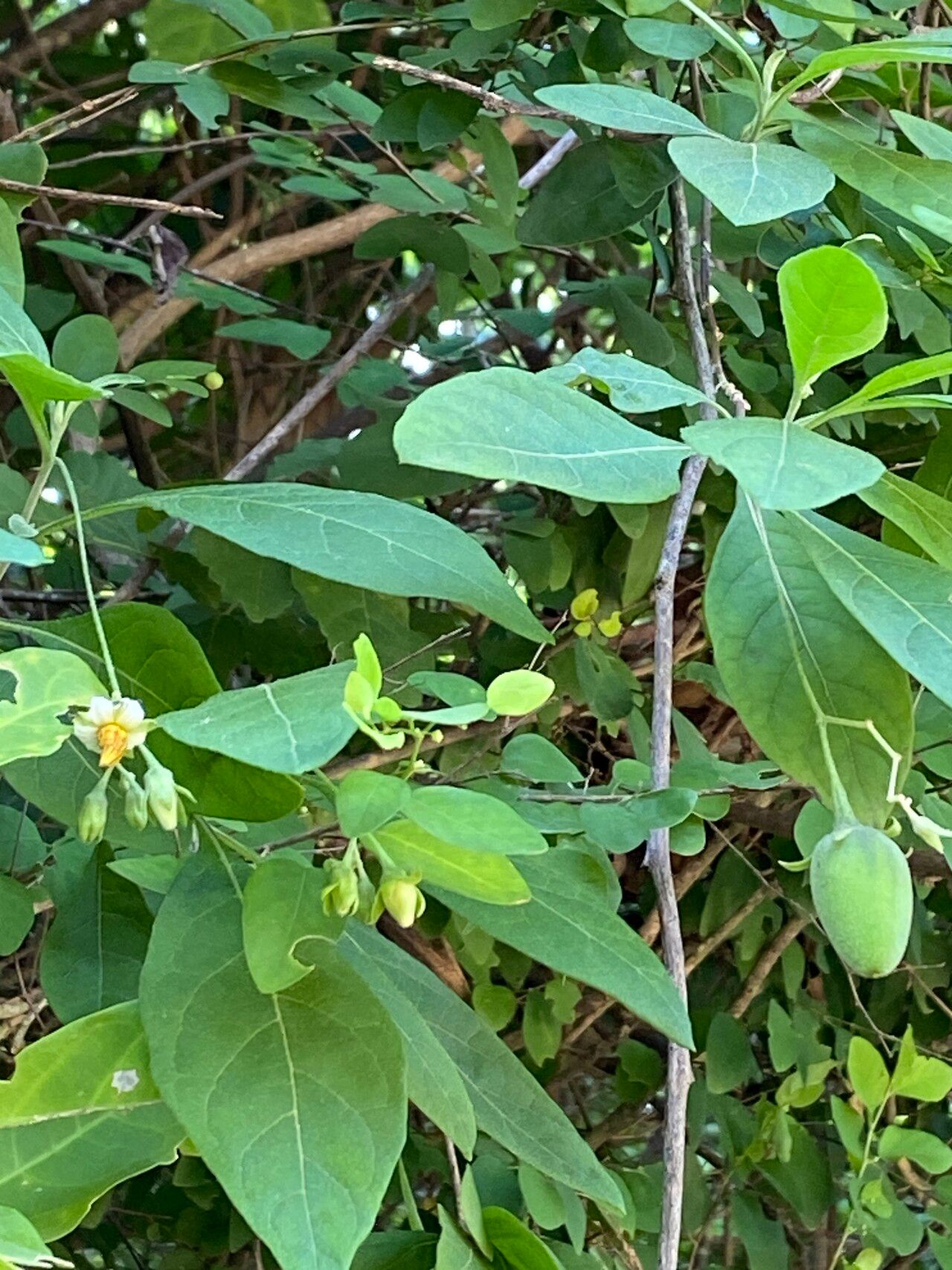 Solanum nematopus flower
