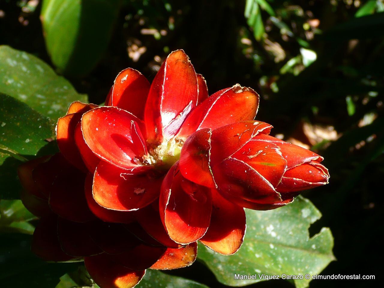 Costus scaber flower