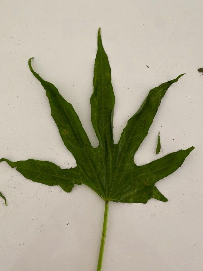 Abelmoschus moschatus leaf