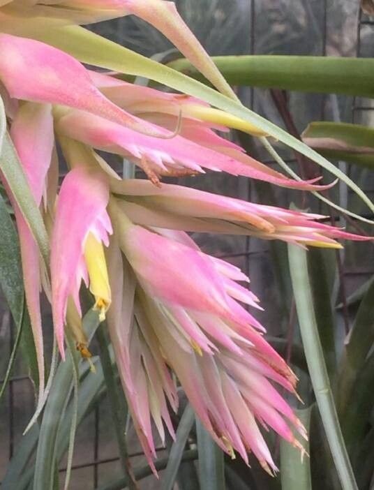 Tillandsia sierrahalensis — houseplant care guide