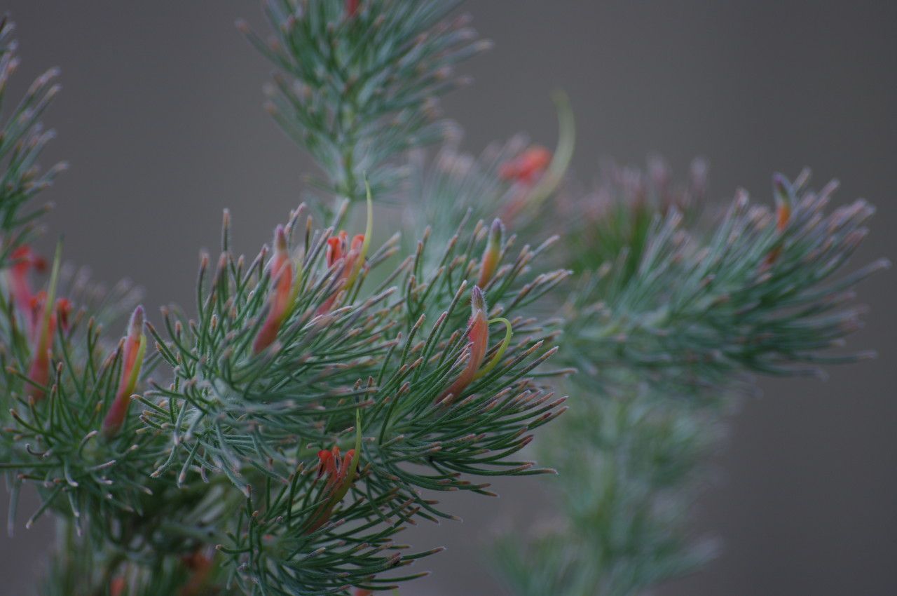 Adenanthos sericeus flower