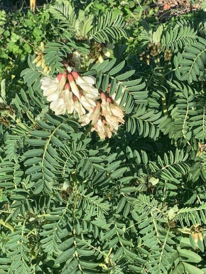 Erophaca baetica flower