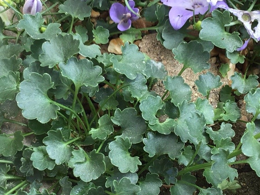 Campanula fragilis — search result for 'Campanula'