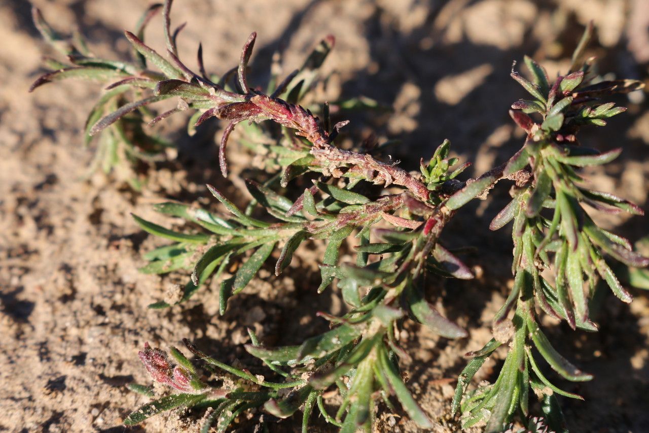 Fumana juniperina habit