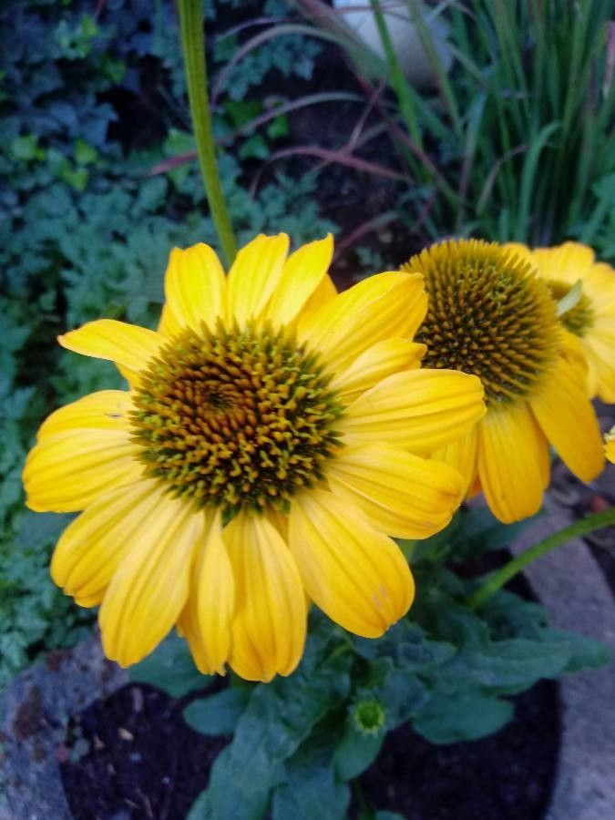 Verbesina microptera flower