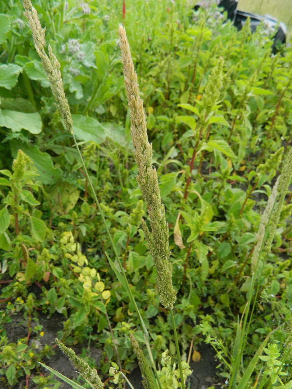 Agrostis exarata fruit