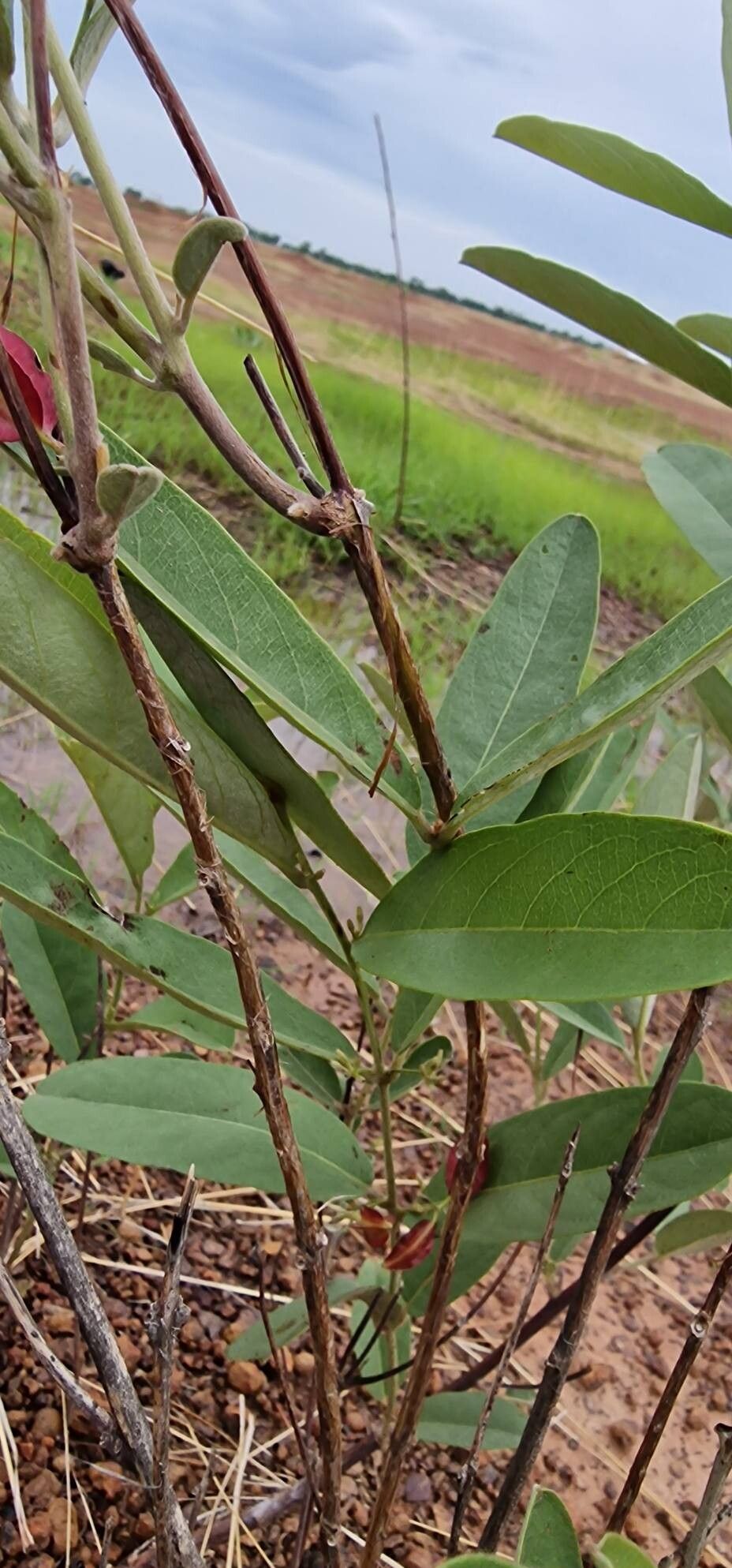 Combretum sericeum bark
