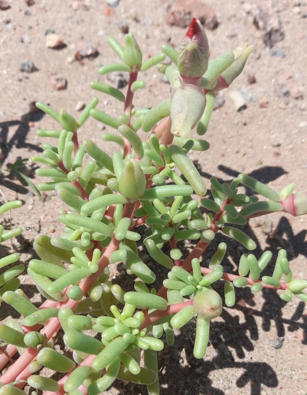 Portulaca echinosperma — houseplant care guide