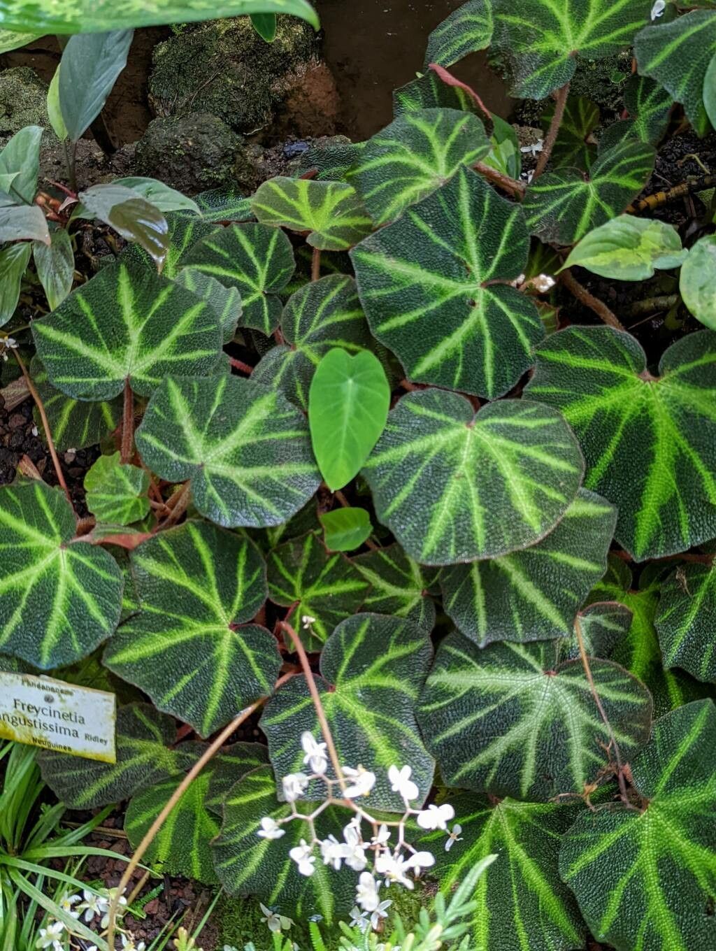 Begonia solimutata habit
