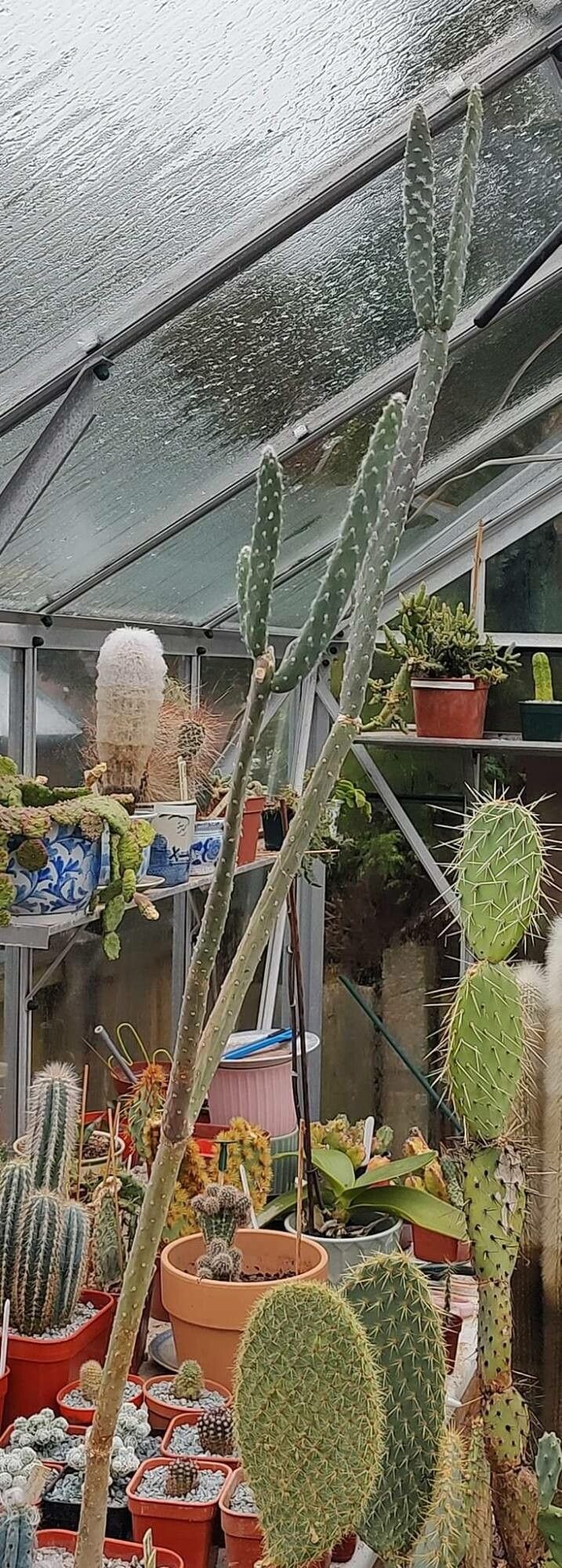 Tacinga braunii — related species from the same genus