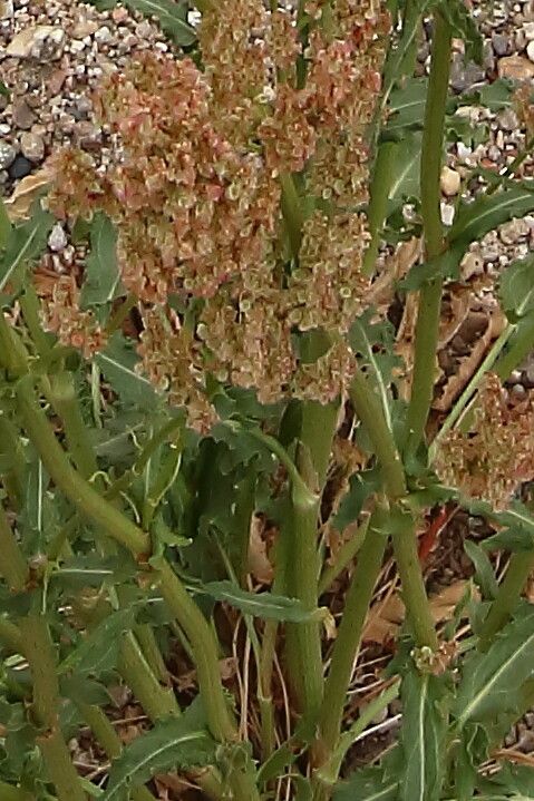 Rumex thyrsoides fruit